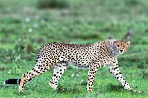 Carnivor: Cheetah