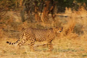 Sleek: Cheetah