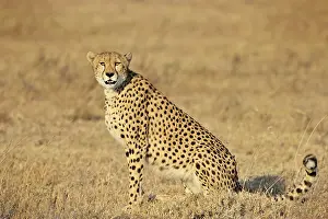 Felids: Cheetah