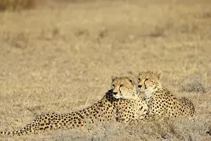Felids: Cheetah