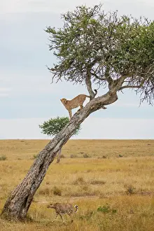 Marks: Cheetah