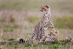 Marks: Cheetah