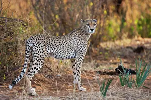 Marks: Cheetah
