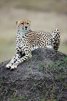 Marks: Cheetah