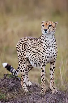 Marks: Cheetah