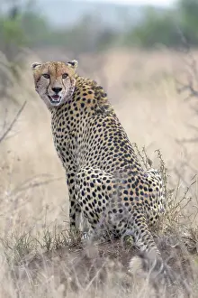 Panting: Cheetah