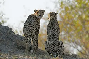 Scanning: Cheetah