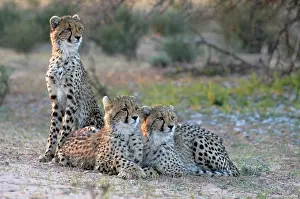Focussed: Cheetah