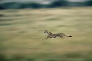 Athlete: Cheetah