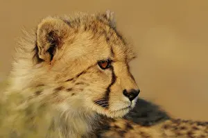 Upington: Cheetah