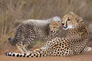 Phinda: Cheetah