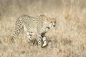 Creeping: Cheetah