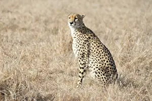 Bushveld: Cheetah