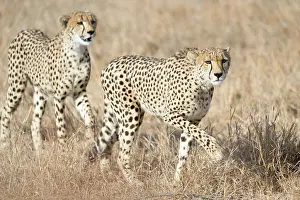 Bushveld: Cheetah