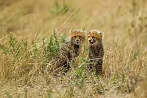Predate: Cheetah