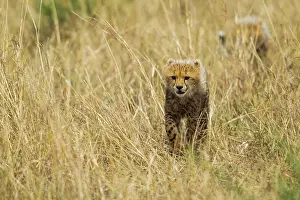 Predate: Cheetah