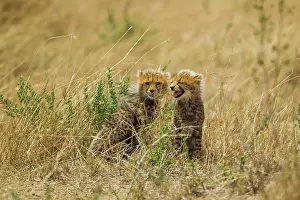 Predate: Cheetah