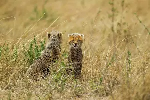 Predate: Cheetah