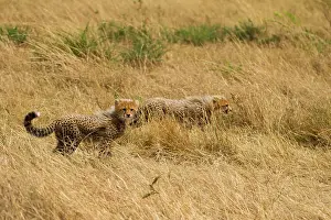 Predate: Cheetah
