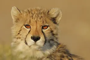 Scrub: Cheetah