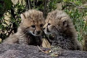 Ext Rieur: CHEETAH