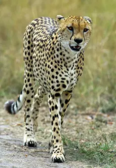 Cheetah