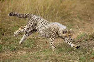 Cheetah