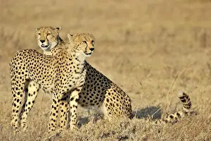 Cheetah: Cheetah