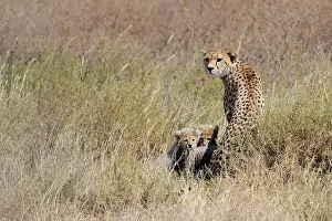Cheetah: Cheetah