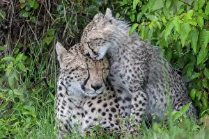 Parc: CHEETAH