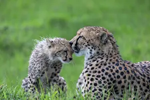 Parc: CHEETAH