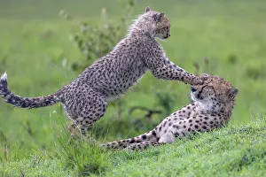 Parc: CHEETAH