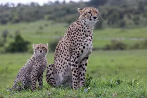 Parc: CHEETAH