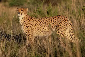 Cheetah: CHEETAH