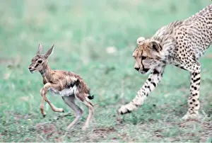 Sequence: CHEETAH - 6 month old cub learning to hunt, chasing