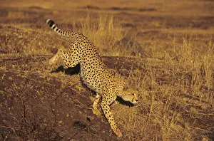 Cheetah: Cheetah (Acinonyx jubatus)