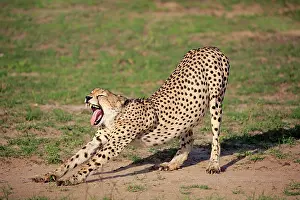 Sands: Cheetah (Acinonyx jubatus), adult, yawning, stretching