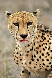 Cheetah: Cheetah (Acinonyx jubatus), adult, portrait, bloodied, S
