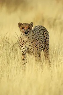 Reservation: Cheetah (Acinonyx jubatus), adult, alert, running