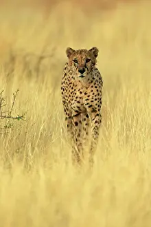 Cheetah: Cheetah (Acinonyx jubatus), adult, alert, running