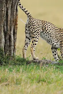 Spray: Cheetah (Acinonyx jubatus) adult male, scent marking