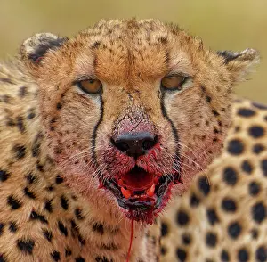Bloody: Cheetah (Acinonyx jubatus) bloody after feeding
