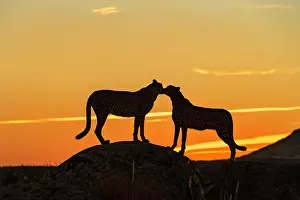 Kiss: Cheetah (Acinonyx jubatus), captive, kissing on