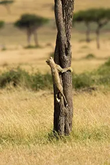 Undomesticated: Cheetah (Acinonyx jubatus) climbing tree
