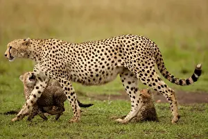Sprinter: Cheetah, Acinonyx jubatus, with cub in the