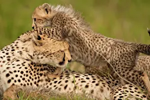 Sprinter: Cheetah, Acinonyx jubatus, with cub in the