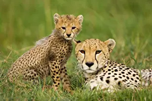 Sprinter: Cheetah, Acinonyx jubatus, with cub in the