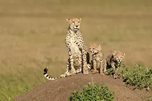 Sprinter: Cheetah, Acinonyx jubatus, with cub in the