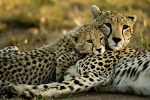 Sprinter: Cheetah, Acinonyx jubatus, with cub in the