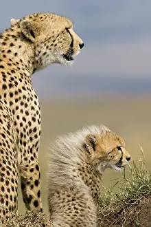 Sprinter: Cheetah, Acinonyx jubatus, and cub in the